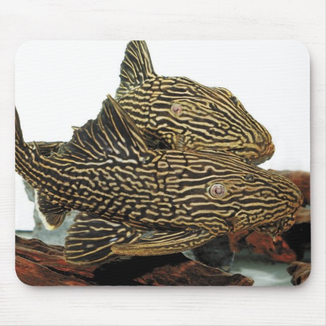 Mousepad Golden Royal Plecoのマウスパッド (Frente)