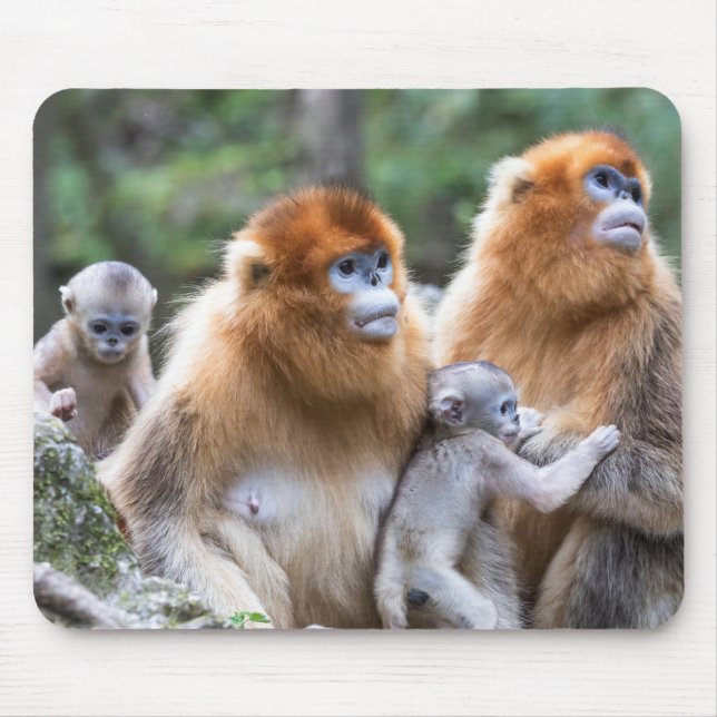 Mousepad Golden Snub-nosed Monkey Family (Frente)