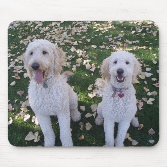 Mousepad GoldenDoodles nas folhas da queda (Frente)