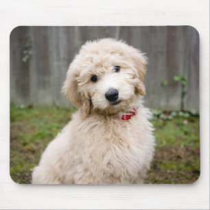 Mousepad Goldendoododododle Puppy Senta Em Grama