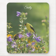 Goldfinch em uma Flor Harebell