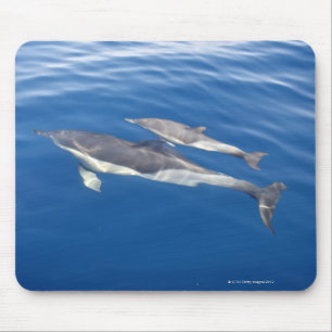 Mousepad Golfinho comum no passo