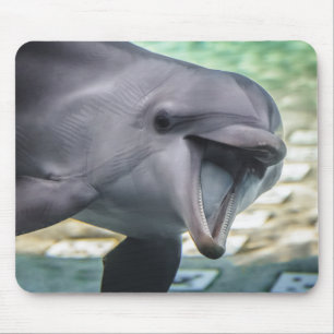 Mousepad Golfinho das imagens   de Getty