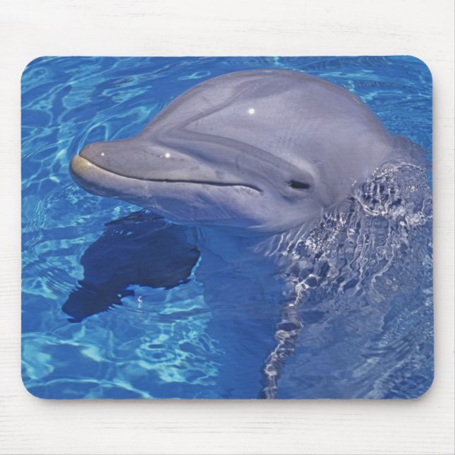 Mousepad Golfinho Nariz-de-Garrafa, Tursiops Truncatus (Frente)