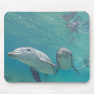 Mousepad Golfinho-nariz-de-garrafa Tursiops truncatus