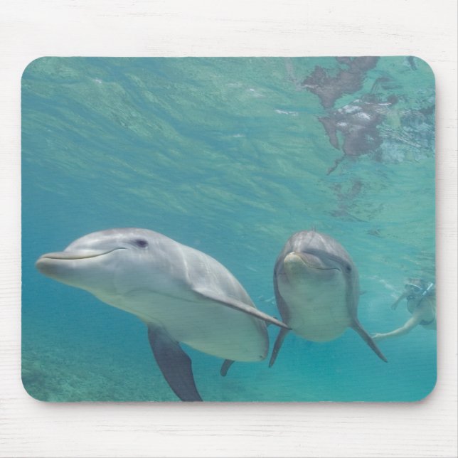 Mousepad Golfinho-nariz-de-garrafa Tursiops truncatus (Frente)