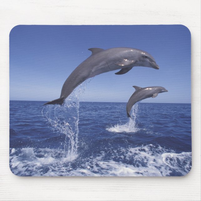 Mousepad golfinho-roaz do Caribe (Frente)