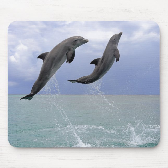 Mousepad Golfinhos | Delfin (Tuemmler mais bruto) (Frente)