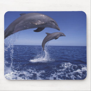 Mousepad golfinhos-do-caribe, nariz-de-garrafa