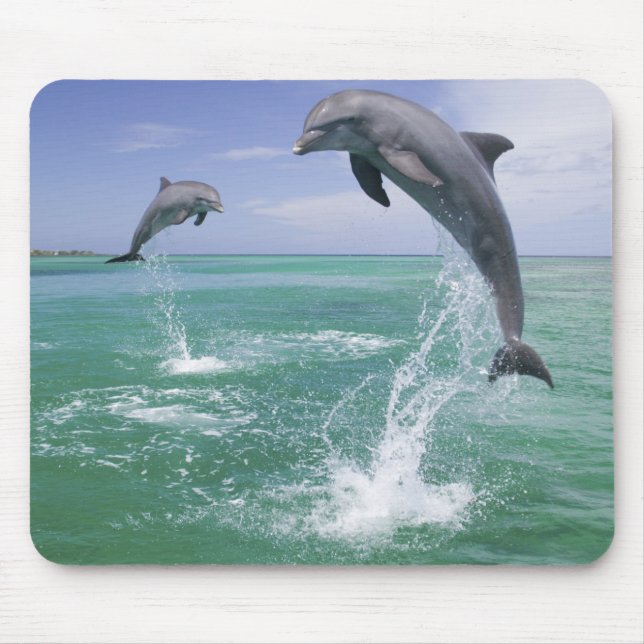 Mousepad Golfinhos-nariz-de-garrafa Tursiops truncatus (Frente)