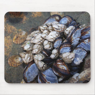 Mousepad Goosenecks e mexilhões