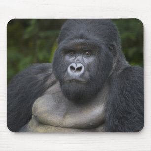 Mousepad Gorila da Montanha e Silverback