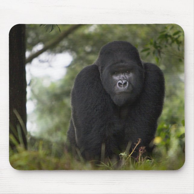 Mousepad Gorila da Montanha e Silverback (Frente)