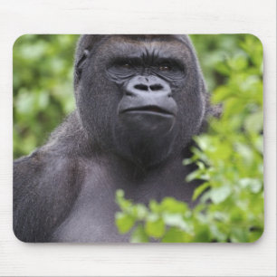 Mousepad Gorila-da-planície-de-costas-prateadas, Gorilla go