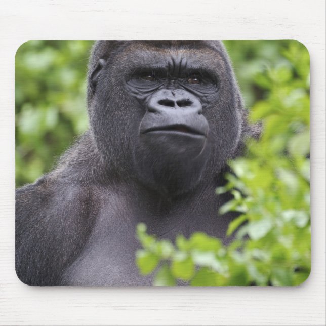 Mousepad Gorila-da-planície-de-costas-prateadas, Gorilla go (Frente)