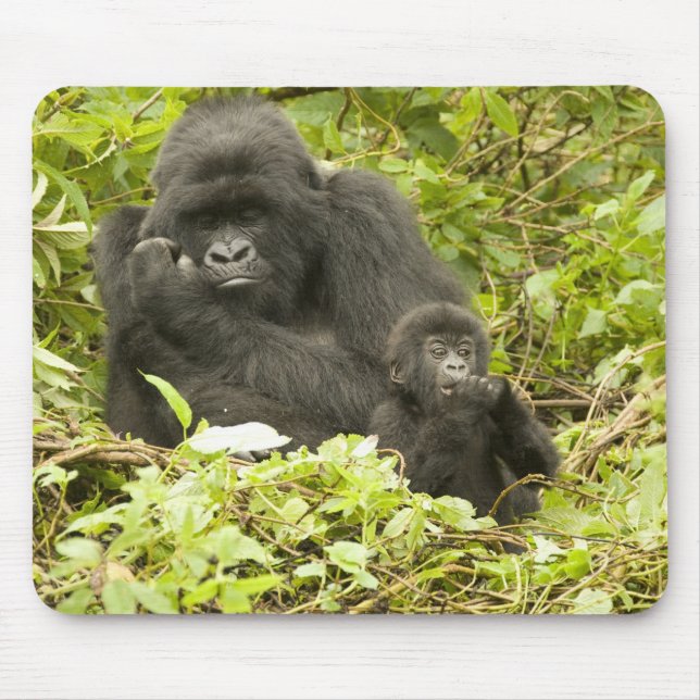 Mousepad Gorila de montanha, Gorilla beringei (anteriorment (Frente)