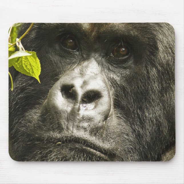 Mousepad Gorila de montanha, Gorilla beringei beringei, (Frente)