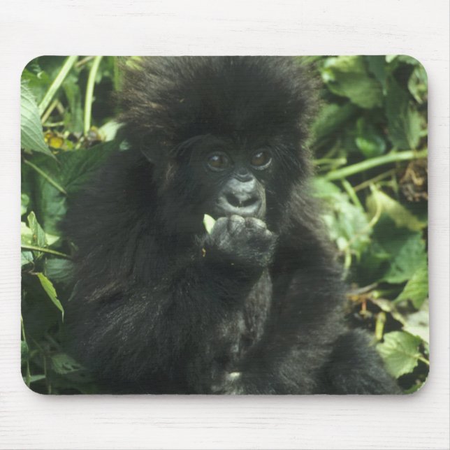 Mousepad Gorila de montanha (Gorilla gorilla beringei), (Frente)
