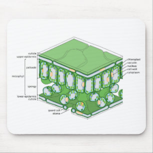 Mousepad Gráfico de Diagrama de Célula de Estrutura de Teci