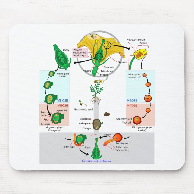 Mousepad Gráfico do Ciclo de Vida do Angiospermo da Planta  (Frente)