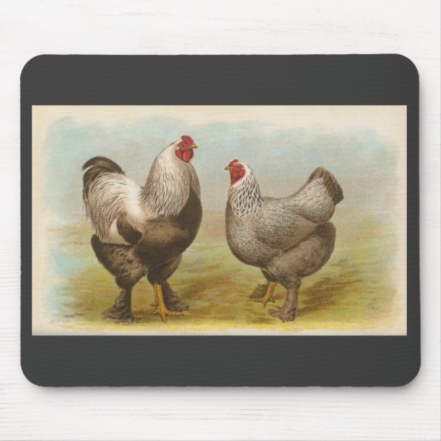Mousepad Graham - galinhas escuras de Brahma (Frente)