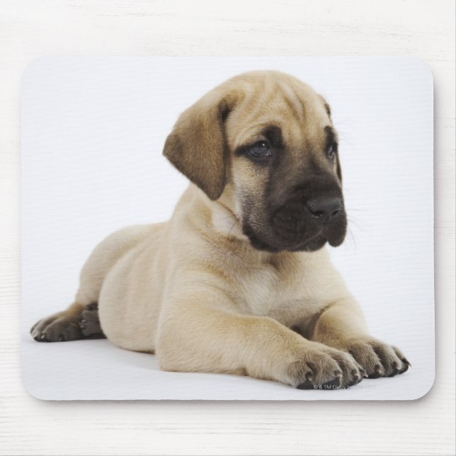Mousepad Grande cachorrinho de Dane mentindo no Studio (Frente)