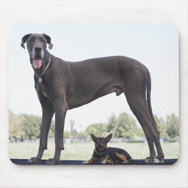 Mousepad Grande dinamarquês e pequeno cão mestiço (Frente)