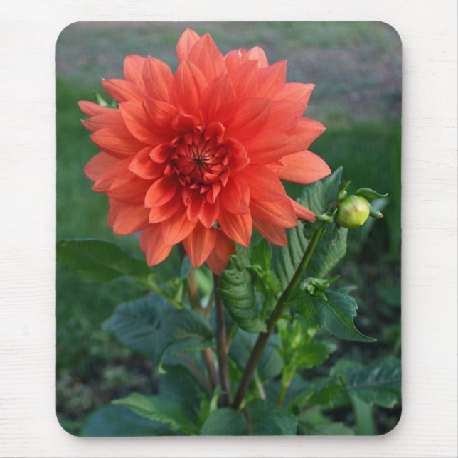 Mousepad Grande flor em botão alaranjada da dália (Frente)