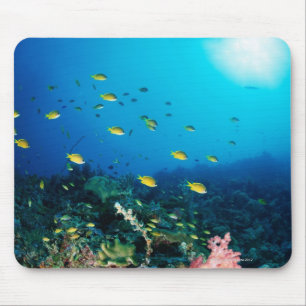Mousepad Grande grupo de natação alaranjada Ocellated dos