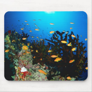 Mousepad Grande grupo de natação dos peixes de Goldie do