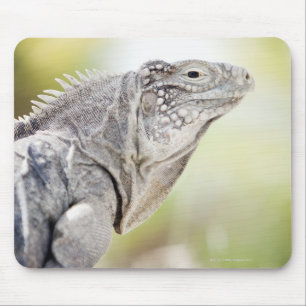 Mousepad Grande iguana verde que basking no sol no