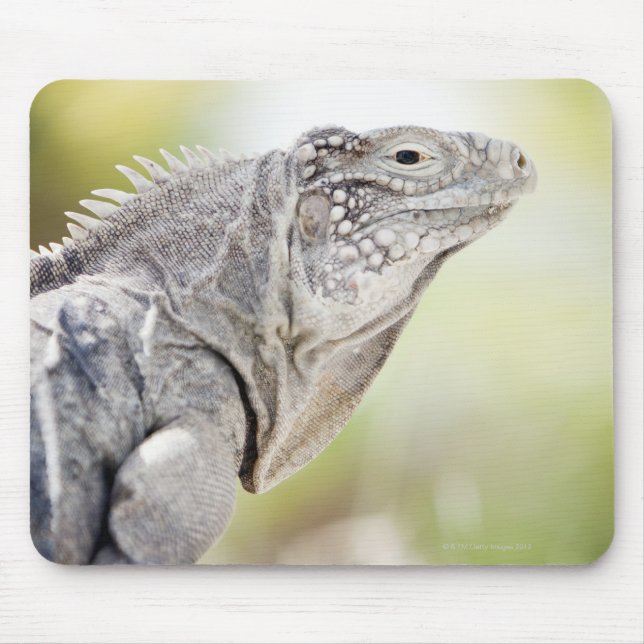 Mousepad Grande Iguana verde se abaixando ao sol (Frente)
