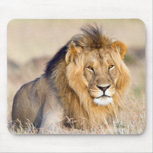 Mousepad Grande leão macho na África