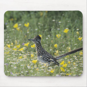 Mousepad Grande Papa-Léguas, Geococcyx californianus,