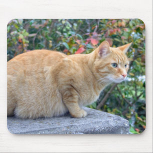 Mousepad Grande Tabby Vermelho