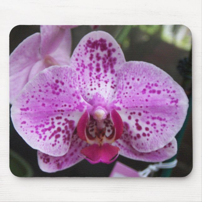 Mousepad Grande tapete do rato roxo da orquídea (Frente)