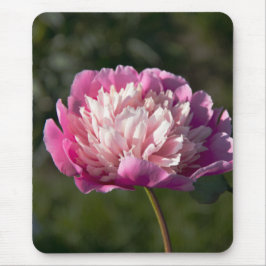 Mousepad Grandes flores de peônia rosa no dia de primavera