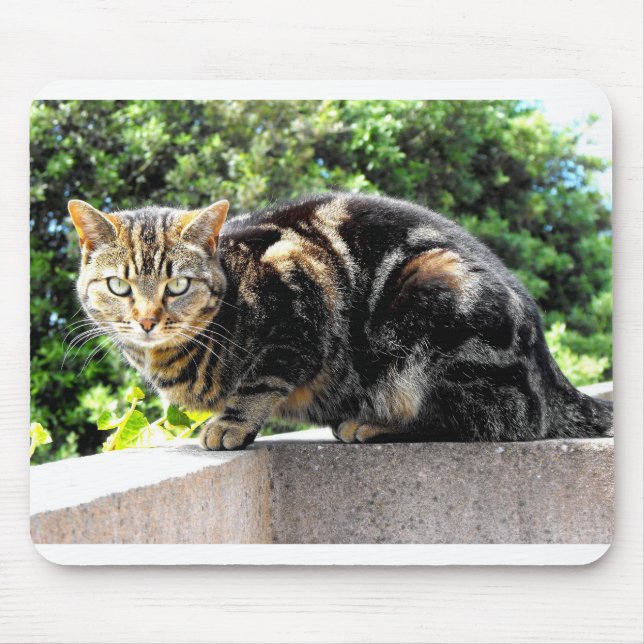 Mousepad Gremlin, gato-do-mato (Frente)