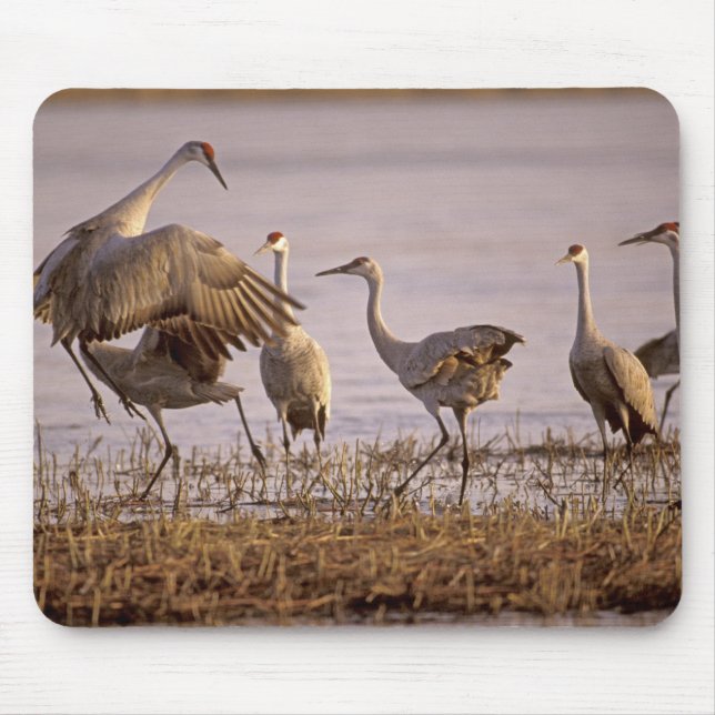 Mousepad Grou-lagartos Grus canadensis) Platte (Frente)