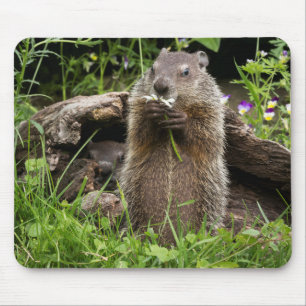 Mousepad Ground Hog Munching em uma Flor