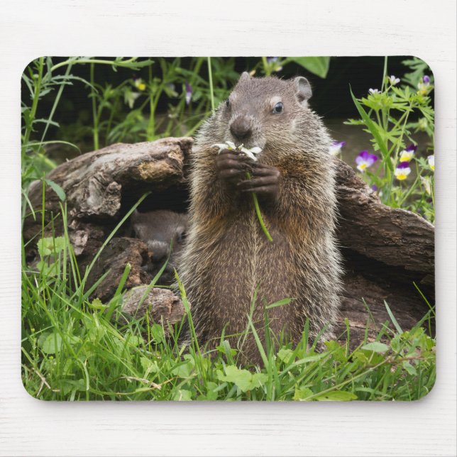 Mousepad Ground Hog Munching em uma Flor (Frente)