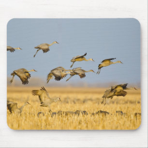 Mousepad Grous-de-sandália pousam em campos de milho