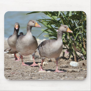 Mousepad Grupo de gansos-gansos
