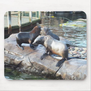 Mousepad Grupo de lobos-marinhos