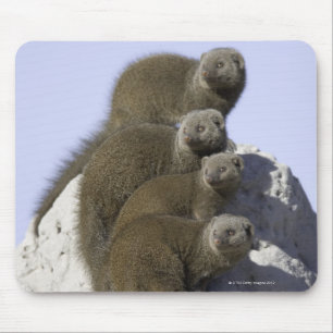 Mousepad Grupo de mangusto do anão em um monte da térmita