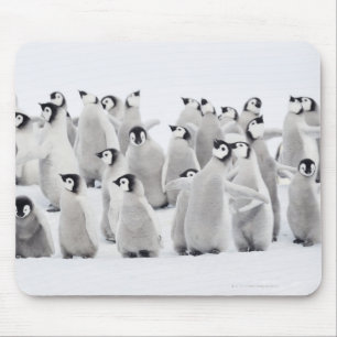 Mousepad Grupo de Pinguins Imperadores (Aptenodytes forster