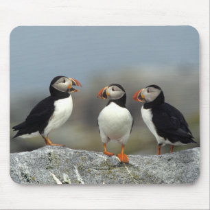 Mousepad Grupo do Papagaio-do-mar Atlântico