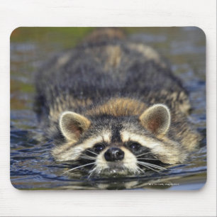 Mousepad Guaxinim adulto, lotorOrder do Procyon: