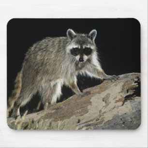 Mousepad Guaxinim, Procyon lotor