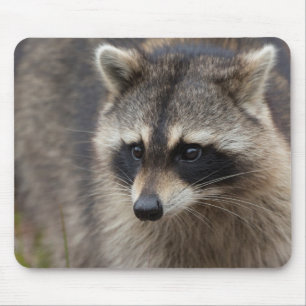 Mousepad Guaxinim, Procyon lotor, Flórida